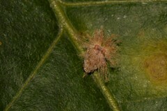 Scolypopa australis