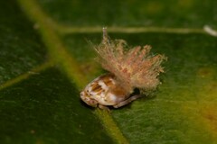 Scolypopa australis