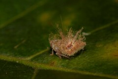 Scolypopa australis
