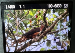 Macropygia phasianella