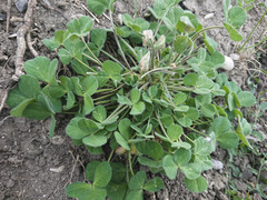 Trifolium pratense
