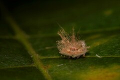 Scolypopa australis