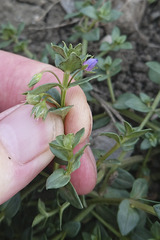 Lysimachia arvensis caerulea