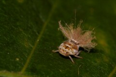 Scolypopa australis