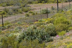 Atriplex lindleyi inflata