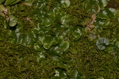 Lunularia cruciata