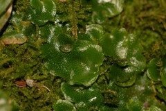 Lunularia cruciata