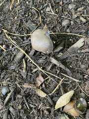 Agaricus bisporus