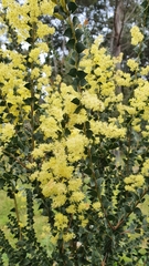 Acacia pravissima