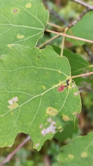 Aceria varia
