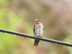 Hirundo tahitica