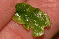 Lunularia cruciata
