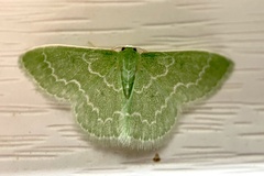 Synchlora