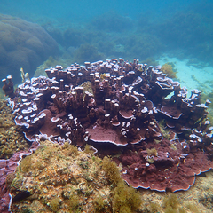 Montipora