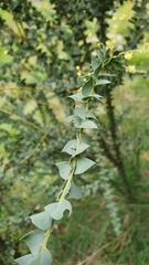 Acacia pravissima
