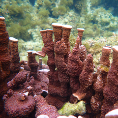 Montipora