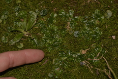 Lunularia cruciata