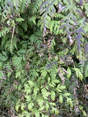 Pteris macilenta