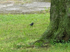 Phoenicurus ochruros