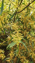 Acacia floribunda