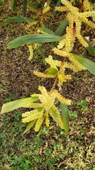 Acacia floribunda