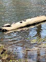 Trachemys scripta scripta