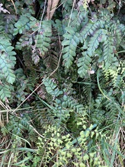 Adiantum cunninghamii
