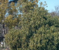 Schinus molle