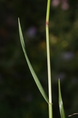Lolium rigidum rigidum