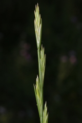 Lolium rigidum rigidum