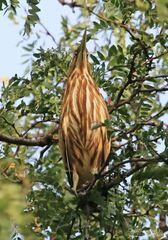 Botaurus lentiginosus