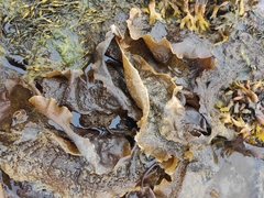 Laminariaceae