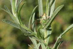 Centaurea melitensis