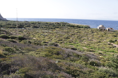 Sarcopoterium spinosum