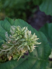 Sphagnum squarrosum