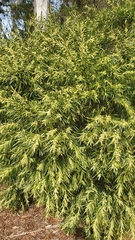 Acacia mucronata