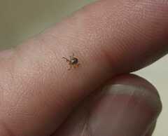 Ixodidae