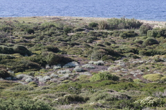 Jacobaea maritima sicula