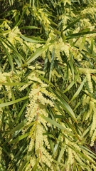 Acacia mucronata
