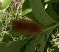 Phragmatobia fuliginosa