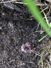 Arthurdendyus triangulatus