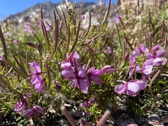 Chamaenerion fleischeri