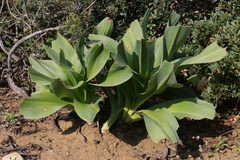 Drimia numidica