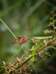 Rhyothemis obsolescens