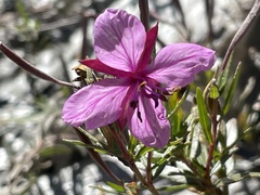 Chamaenerion fleischeri