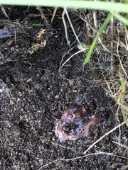 Arthurdendyus triangulatus