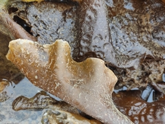 Laminariaceae
