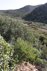 Periploca laevigata angustifolia