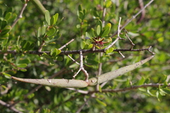 Periploca laevigata angustifolia
