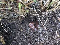 Arthurdendyus triangulatus